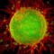 Microbiology