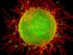 Microbiology